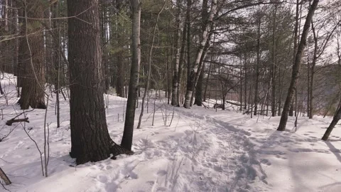 Winter Forest Trail Big Tree Foreground Late Afternoon Footprints in Snow Stock Footage 169732402