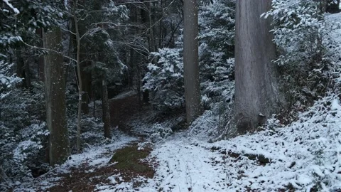 Winter Forest Trail Video stock 173676175
