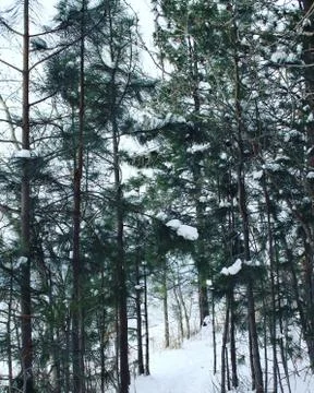 Winter forest trail Stock Photos