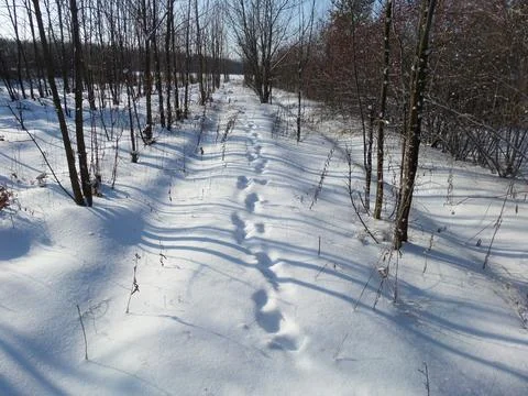 Winter forest trail Stock Photos