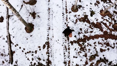 Winter forest trail with snow-covered ground, featuring a person walking Stock Footage 274736791