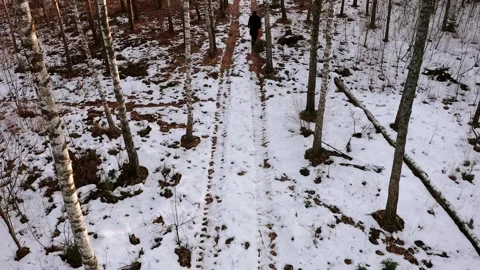 Winter forest trail with snow-covered ground, featuring a person walking Stock Footage 274736923