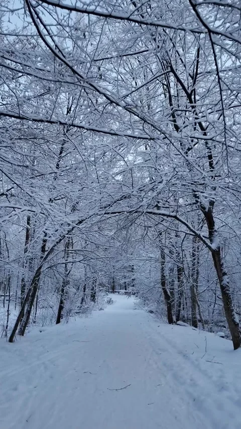 Winter Forest Trail With Snow Covered Trees Stock Footage 327793259