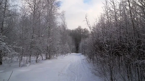 Winter forest trail. the trees are covered with snow. Stock Footage 100267400