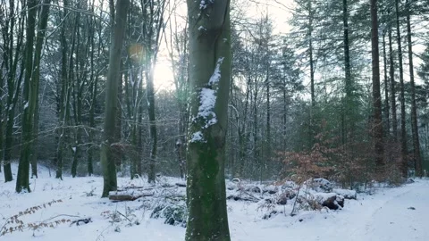 Winter Forest Tranquility, Serene Snowy Forest Scene Illuminated By Gentle Rays Stock Footage 327051693