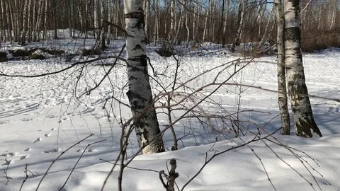 Winter forest tree and snow Stock Footage 86565166