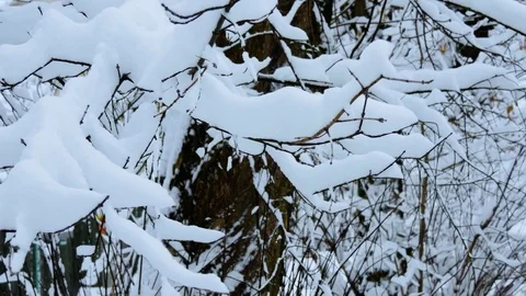 Winter forest, tree branch under the snow closeup 스톡 동영상 85308307