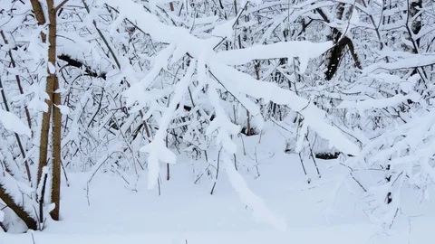 Winter forest, tree branch under the snow closeup 2 스톡 동영상 85311117