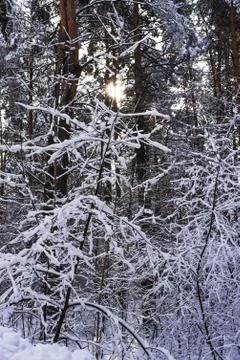 Winter forest. Tree branches covered with snow Stock Photos