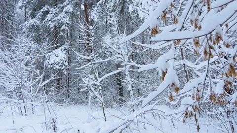 Winter forest, tree branches under the snow 3 스톡 동영상 85310206