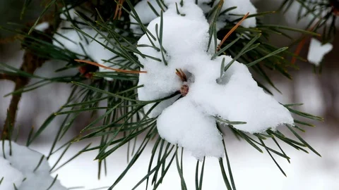 Winter forest tree pine snow 4k Stock Footage 85699347