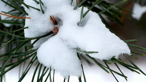 Winter forest tree pine snow 4k 库存影片 85699791