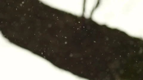 Winter Forest Tree In The Snow, Slow Motion Stock-Footage 72495504