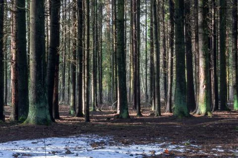 Winter forest tree trunks lit by the sun Stock Photos