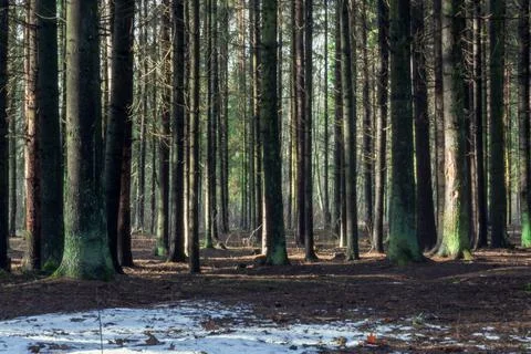 Winter forest tree trunks lit by the sun Stock Photos