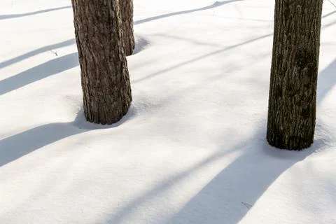 Winter forest of tree trunks with a snow wintry background. Natural sunlight  Stock Photos