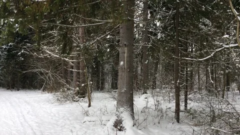 Winter Forest Trees 2 Stock Footage 121223649