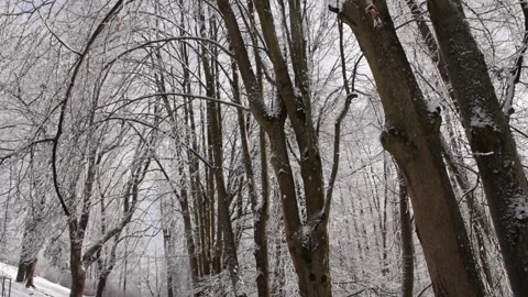 Winter forest trees and canopy covered in snow seen from below on a cold day Stock Footage 321939535