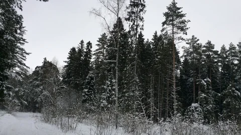 Winter Forest Trees and much snow Stock Footage 121223685