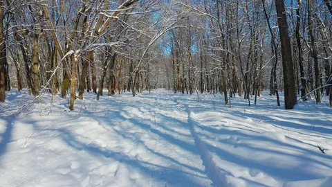 Winter forest: trees and snow, sunny day. Tire tracks are visible on the road Stock Footage 125204581