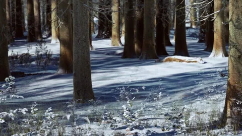 Winter forest with trees and snow covering the ground during daylight hours Stock Footage 340015981
