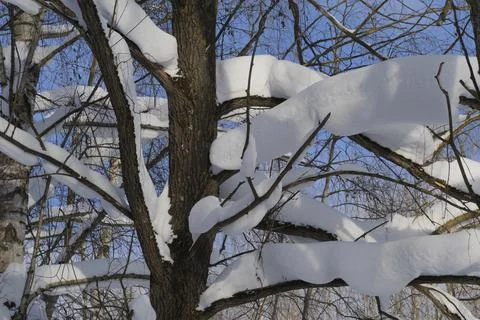 Winter forest, trees covered with fresh snow after snow falling. Stock Photos