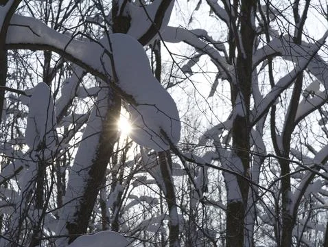 Winter forest, trees covered with fresh snow after snow falling. Stock Photos