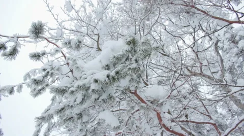 Winter forest trees covered with snow Stock Footage 59783785