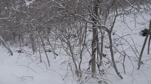 Winter forest with trees covered snow Stock Footage 119875385