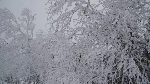 Winter forest with trees covered by snow. Snowy branches, wonderful wood. Stock Footage 129546904