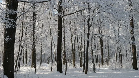 Winter forest with trees covered snow. Stock Footage 144874168