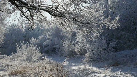 Winter forest with trees covered snow. Stock Footage 144875081
