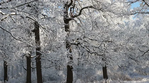 Winter forest with trees covered snow. 스톡 동영상 144875273