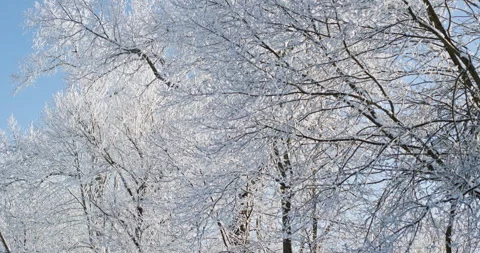 Winter forest trees covered in snow and frost Stock Footage 327761120