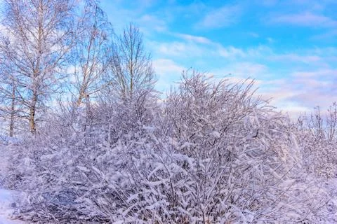Winter forest trees covered with snow Фото