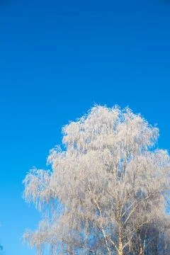 Winter forest with trees covered in snow and frost Stock Photos