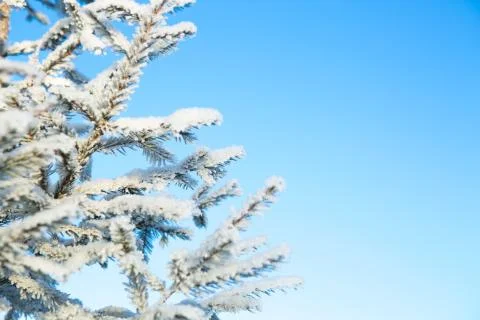 Winter forest with trees covered in snow and frost Foto stock