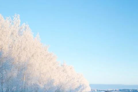 Winter forest with trees covered in snow and frost 스톡 사진