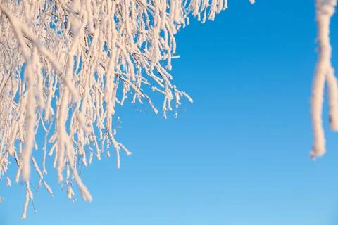 Winter forest with trees covered in snow and frost Stock Fotos