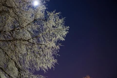 Winter forest with trees covered in snow and frost 스톡 사진