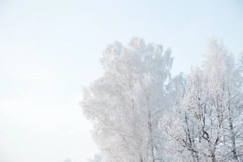 Winter forest with trees covered in snow and frost Stock-Fotos