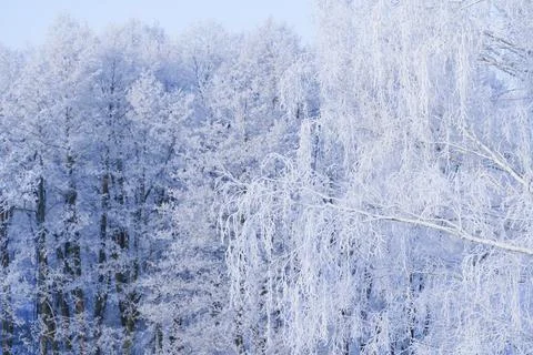 Winter forest with trees covered with snow and frost. Beautiful shiny frost on Foto stock