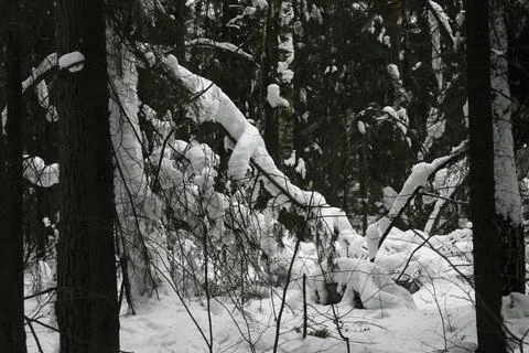 Winter forest with trees covered with snow. Beautiful winter landscape in the fo Stock Photos