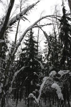Winter forest with trees covered with snow. Winter landscape in the forest. Stock Photos