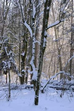 Winter forest trees covered in snow during sunny day Stock Photos