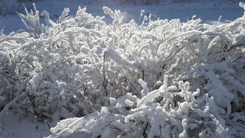 Winter forest with trees covered snow.beautiful winter Sunny day Stock Footage 144874775