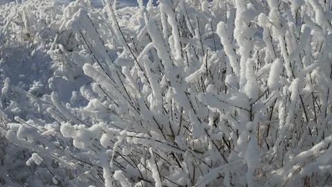 Winter forest with trees covered snow.beautiful winter Sunny day Stock Footage 144874820