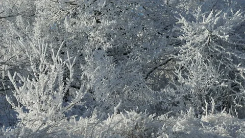 Winter forest with trees covered snow.beautiful winter Sunny day Stock Footage 144874885