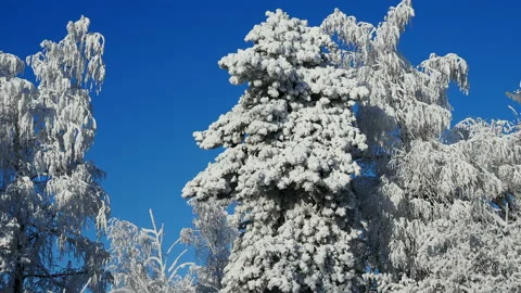Winter forest with trees covered snow.beautiful winter Sunny day Stock Footage 144875372