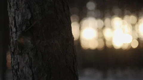 Winter Forest Trees, Dolly, Sunrise 01 Stock-Footage 33667521